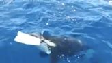 Footage shows an orca that appears to carry away a severed rudder after a pod of killer whales attacked a yacht off the coast of Spain