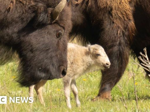 Sacred buffalo calf offers hope amid efforts to revive species