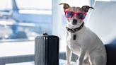 Bark Air: conoce la nueva aerolínea exclusiva para perros