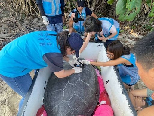 母綠蠵龜12年5度回小琉球產卵 首度裝衛星發報器追蹤