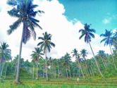 Coconut production in the Philippines