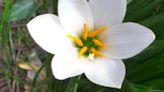 Matthew Stevens: Plant rain lily bulbs in the spring to bloom in summer