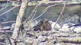 Peregrine falcon nest found in Stony Brook State Park for the first time on record