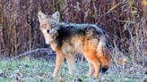 Coyote Sneaks Into California Family's Home Through Dog Door