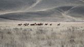 A return after seven decades: Inside the Yakama Nation’s elk hunt on the Hanford Reach