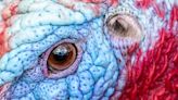 Talking turkey with RSPCA Young Photographer Awards winner Jamie Smart