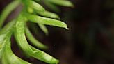 Humble fern from New Caledonia boasts world's largest genome