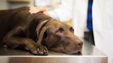 FDA Conditionally Approves Pancreatitis Drug for Dogs