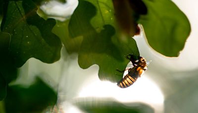 As cicada emergence begins, just how rare is this event, and what do you need to know