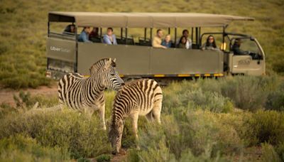 Uber Safari Launches In South Africa With $200 Big Five Game Drives