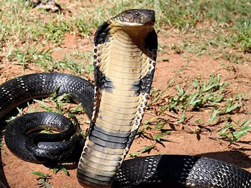 10-foot long King Cobra found in Delhi: Here's how it travelled over 350 km from Uttarakhand to Chanakyapuri