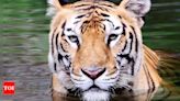 Three Cubs struck by train on MP's Midghat track: One dead, tigress returns hindering rescue ops | India News - Times of India