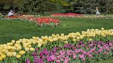 Hershey Gardens' annual tulip display features 27,000 tulips and some new varieties