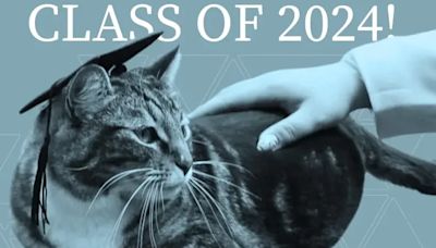 天天到校聽課！流浪貓獲頒佛蒙特州立大學「榮譽博士」