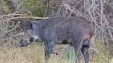 Feral hogs are everywhere in Florida, ranked 3rd for most sightings. Is that a problem?