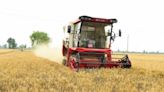 'China's granary' braces for more wheat-damaging rain - RTHK