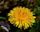 Taraxacum