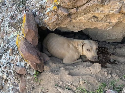 La increíble historia de Bright Eyes: la “shar pei mix” abandonada que desafió al peligro en las montañas de Arizona