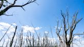 The Mississippi River's floodplain forests are dying. The race is on to bring them back.