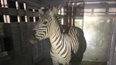 Escaped zebra captured after nearly a week on the lam