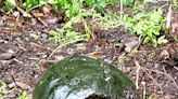 A grassroots group is saving turtles along a Rockland highway. How you can help