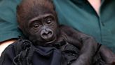 Baby gorilla Jameela ‘incredibly healthy,’ slowly integrating into gorilla troop at new zoo
