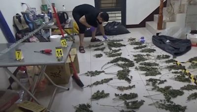 蓋溫室栽種大麻 無良黑幫改電表竊電做無本生意