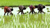 India to cut floor price for basmati rice exports - sources