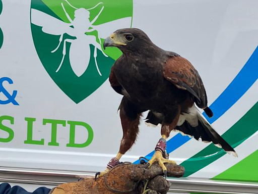 Hawk employed to control gull numbers