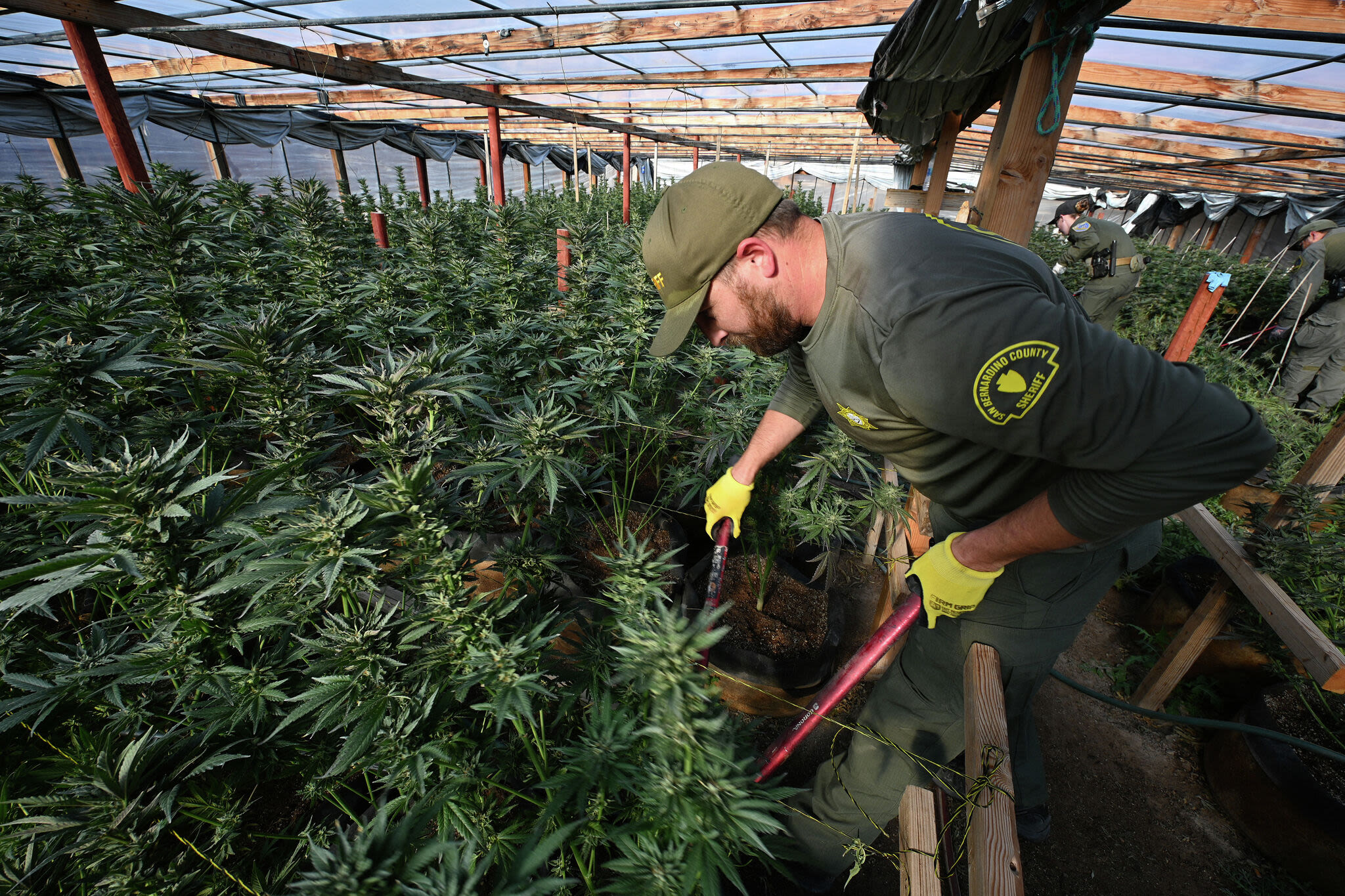 Calif. cops just reversed their opinion on legal weed