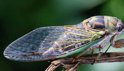 Cicadas are making so much noise that residents are calling the police in South Carolina