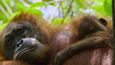 Stream It Or Skip It: ‘Secret Lives Of Orangutans’ on Netflix, a David Attenborough-narrated doc about the endangered, tree-dwelling great apes