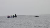 Entangled humpback whale is finally freed off Dana Point