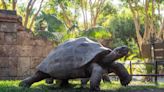 Una tortuga gigante de las Galápagos, extinta en su hábitat, llega al zoo de Fuengirola(Málaga)