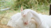 Sunbathing Goat on Lounge Chair Is the Definition of 'Living the Dream'