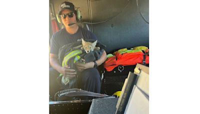 California firefighters rescue dehydrated coyote pup without a mom