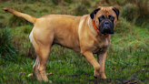 Mastiff Keeps Getting 'Stuck' in Shower and People Are Cracking Up