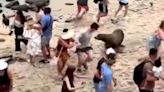 Spain protesters post 'video of Sea lions attacking tourists' to scare Brits