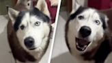 Dog with 'Italian accent' proves animals sound like their owners