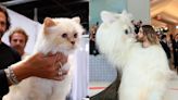 Karl Lagerfeld’s cat Choupette ‘unimpressed’ by Jared Leto’s Met Gala costume