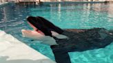 Naked, pot-smoking drifter found dead on killer whale at SeaWorld | A Weirdlando tale from 1999