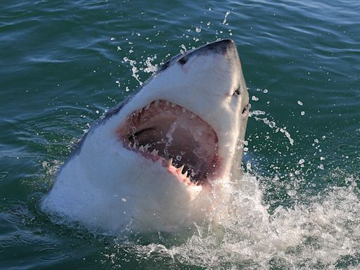 California safeguard protecting beachgoers from sharks on life support, expert warns