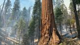 Environmentalists don’t like prescribed fires. Irony is that may save Yosemite’s sequoias
