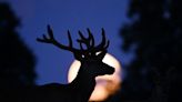 All About July's Buck Moon and What It Means for Your Zodiac Sign