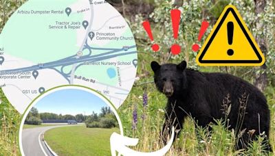 Beware! I Saw a Black Bear in Pennington, NJ! Here’s Exactly Where He Was Hanging Out