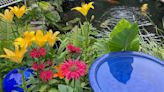 Welcome Mat: 'My Backyard Oasis' weekly winner of Garden Photo Contest