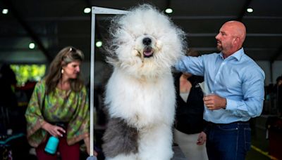 Westminster Dog Show: Top dogs compete for Best in Show