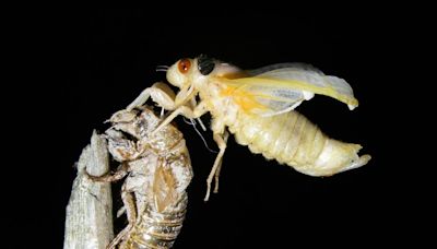 Embrace, enjoy the cicada show, courtesy of Mother Nature