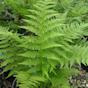 Common Fern