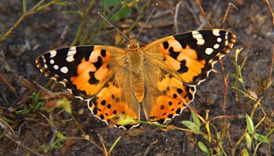 How a group of butterflies flew 2,600 miles across the Atlantic Ocean without stopping